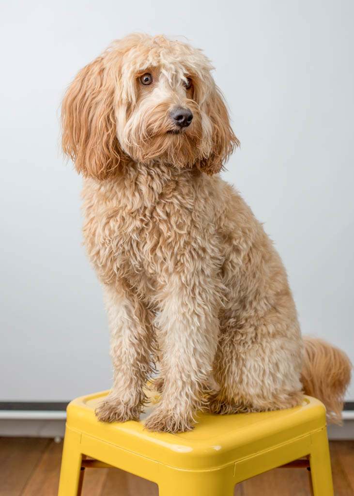 Dog corporate headshot